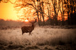 Red Deer in Morning Sun.