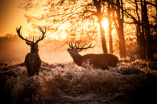 Red Deer In Morning Sun.