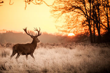 Fototapete - Red Deer in Morning Sun.
