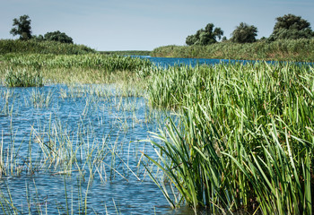 Landscape of central Russia, Volga delta