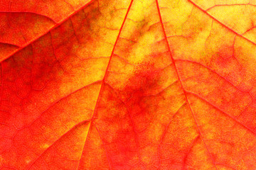 maple leaf close up background