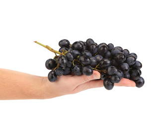 Wall Mural - Black grapes in hand.