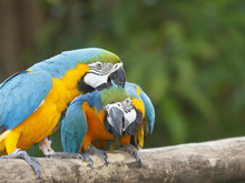 Pair Of Macaw Birds In Love