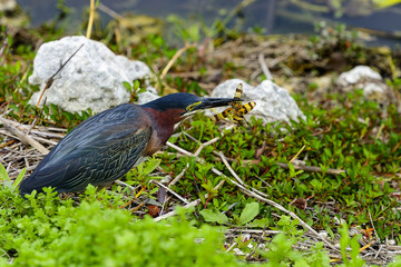 Wall Mural - green heron, butorides virescens, everglades