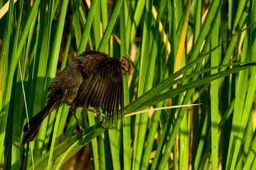 Wall Mural - boat-tailed grackle,  viera wetlands