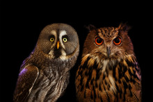 Close Up Face Night Owl On Black