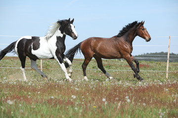 Obraz na płótnie ogier grzywa ruch zwierzę koń
