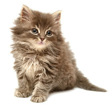 Beautiful Persian Little Kitten