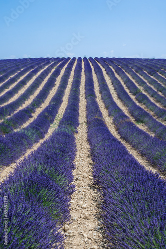 Tapeta ścienna na wymiar Lavendelfeld in der Provence