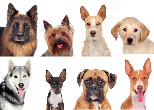 Naklejka ścienna Photo collage of different breeds of dogs