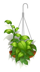 Poster - A hanging green plant