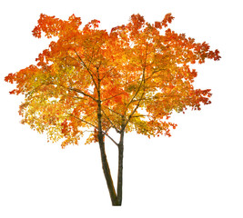 Canvas Print - isolated bright red autumn maple tree