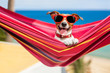 canvas print picture - dog on hammock