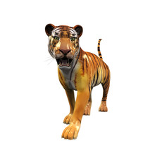 Tiger Figure Isolated