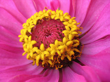 Close Up Of Pink Zinnia With Yellow Stamens