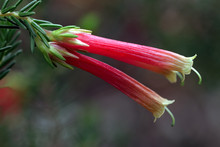 Two Tubular Flowers Of South African Erica Versicolor