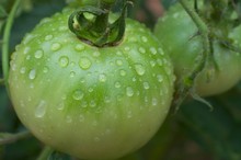 Green Tomato After A Rain - Variety "Celebrity"