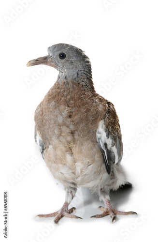 Bebe Pigeon Photo Stock Adobe Stock
