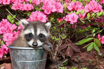 Wall Mural - Baby Raccoon