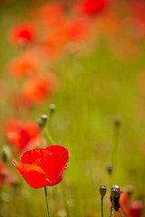 Fotomurales - Field of bright red corn poppy flowers in summer