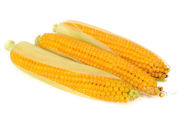 Wall Mural - Corn on the Cobs Isolated on White Background
