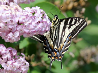 Sticker - Pale Swallowtail (Papilio eurymedon) Underside