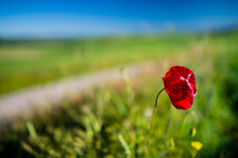 Red Poppy Blossoming With Road In The Background