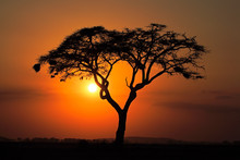 Sunset With Silhouetted Tree, Amboseli National Park