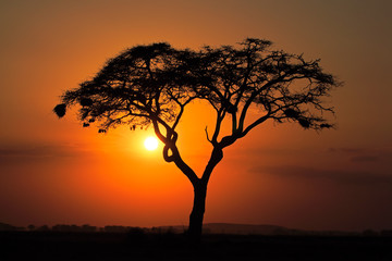 Sticker - Sunset with silhouetted tree, Amboseli National Park