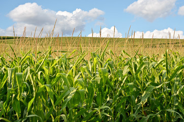 Wall Mural - Corn Field