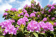 canvas print picture - Rhododendron, großer Busch mit lila Blüten, Copyspace