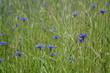 © henkbouwers - korenbloemen in de rogge