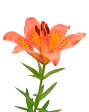 Orange Lily Flower Isolated On White Background