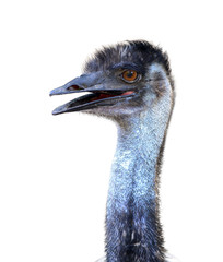 Wall Mural - emu head isolated