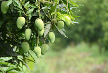 Fresh Mango On Tree