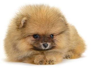 Wall Mural - pomeranian puppy