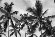 Sepia Coconut Trees