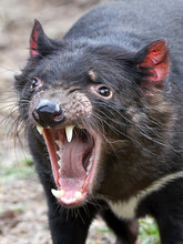 Tasmanian Devil (Sarcopilus Harrisii)