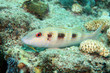 Spotted goatfish (Pseudupeneus maculatus)