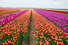Field Of Tulips With A Blue Sky