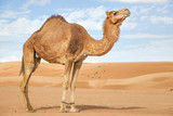 Fototapeta Na ścianę - Camel in Wahiba Oman