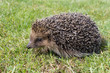 A cute hedgehog looking for food in my garden