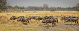Fototapeta Sawanna - Wildebeest herd, Botswana, Africa