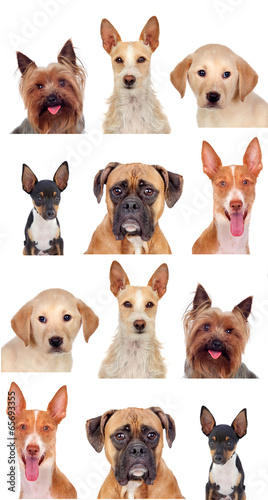 Obraz w ramie Photo collage of different breeds of dogs