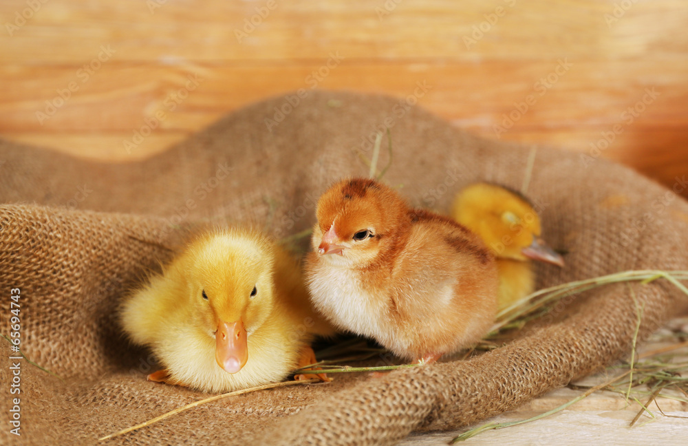Little cute ducklings and chicken in barn