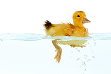 Floating Little Cute Duckling Isolated On White