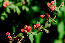 Blackberries Ripening On The Vine