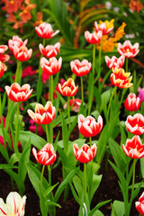 Poster - Colorful Tulip in Gardens