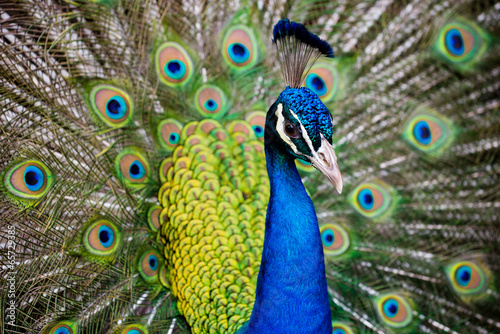 Naklejka dekoracyjna Portrait of beautiful peacock with feathers out..