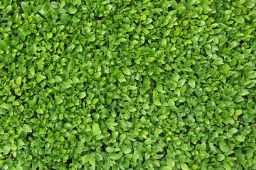 Poster - fond de feuilles de buxus